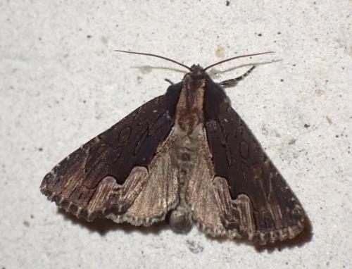 Dypterygia scabriuscula